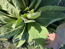 6000 mullein seed for sale  Big Bear City