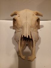 Steer skull. wide for sale  Warwick