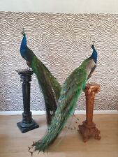 Excellent taxidermy peacock for sale  MALDON