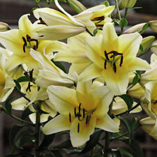 Lily tree yellow for sale  IPSWICH