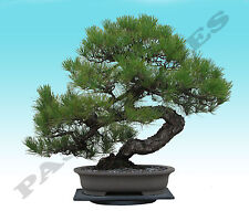 Usado, Semillas de pino negro japonés, semillas viables de pino bonsai, stock del Reino Unido segunda mano  Embacar hacia Mexico