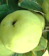 Antonovka apple tree for sale  Nevada
