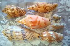 7 Beautiful Voluta Sea Shells: Voluta Fulgaria mentiens, Voluta Imperialis &&&&& for sale  Shipping to South Africa