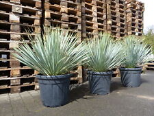 Yucca rostrata kugel gebraucht kaufen  Goch