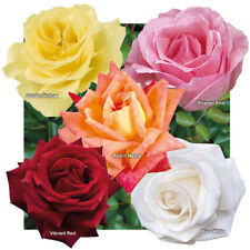 Garden rose collection for sale  PETERBOROUGH