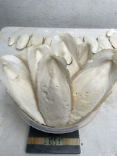 1kg cuttlefish bone for sale  BRIGHTON
