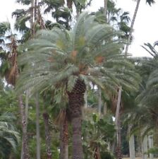 palma phoenix canariensis usato  Napoli