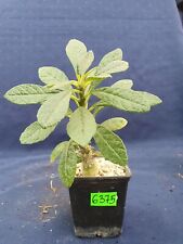 Dorstenia gigas 6375p for sale  Shipping to South Africa