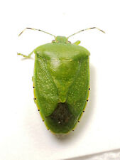 Stink Bug: Chinavia hilaris (Pentatomidae) USA Hemiptera for sale  Shipping to South Africa