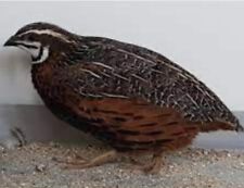 African harlequin quail for sale  BLAIRGOWRIE