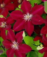red plant flowers for sale  Goldsboro