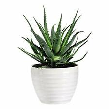 Aloe vera medicinal for sale  IPSWICH