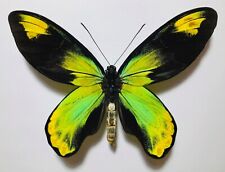 FANTASTIC ORNITHOPTERA VICTORIAE REGIS FORM BRABANTI FROM PNG. VERY RARE !!! for sale  Shipping to South Africa