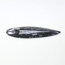 Large orthoceras fossil for sale  Parma