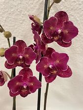 Phalaenopsis rchidee peloric gebraucht kaufen  Grevenbroich-Gustorf