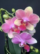 Phalaenopsis summersong for sale  LONDON