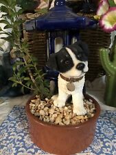 Bonsai tree collie for sale  CINDERFORD