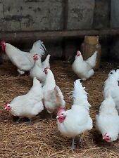 White Jersey Giant hatching eggs x6 large fowl for sale  DOWNPATRICK