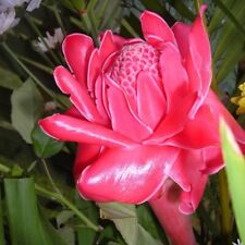 Pink torch ginger for sale  STOKE-ON-TRENT