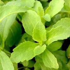 Herb stevia rebaudiana for sale  Gastonia