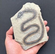 Real snake fossil for sale  Shipping to Ireland