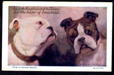 beautiful bulldogs for sale  BASINGSTOKE