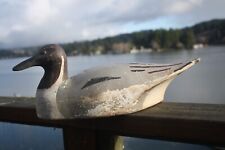 Pintail drake duck for sale  Lincoln City