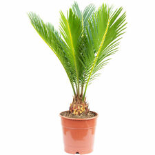 Palmfarn wedel cycas gebraucht kaufen  Straubing