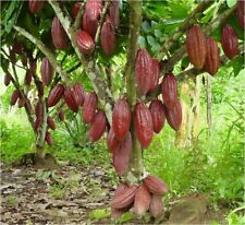 Theobroma Cacao (Trinitario) Chocolate Fruit Tree 24”-36” for sale  Shipping to South Africa