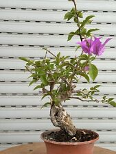 pre bonsai usato  Italia