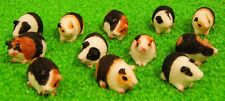 Assorted guinea pigs for sale  Shipping to Ireland