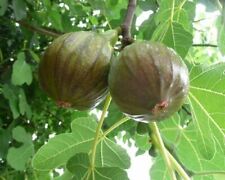 Fig tree olympian for sale  Yucaipa