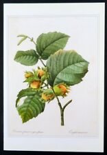 Redoute botanical print d'occasion  Expédié en Belgium