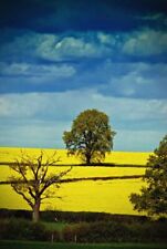 Rapeseed oil fields for sale  READING