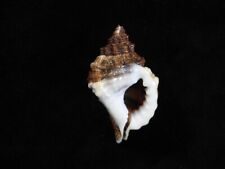 Sea shell Cymatium muricinum 47mm ID#7371 for sale  Shipping to South Africa