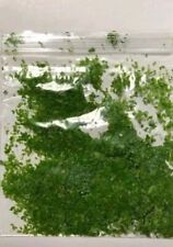 Duckweed control for sale  GLOUCESTER