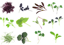 Microgreen seeds vegetable for sale  HIGH WYCOMBE
