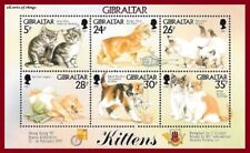 Gibraltar 1997 kittens for sale  PERTH