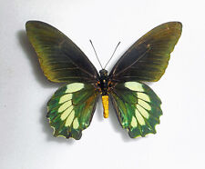 Papilionidae BATTUS LAODAMAS IOPAS****male**** Mexico(papered) for sale  Shipping to South Africa
