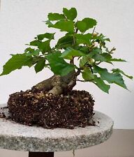 Rarität bonsai haselnuss gebraucht kaufen  Triefenstein