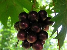 Muscadine grape southern for sale  Whittier