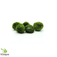 Marimo moss balls for sale  HOUNSLOW