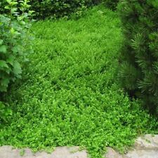 Green carpet 100 for sale  Akron