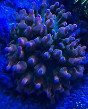 Rose bubble tip for sale  LEICESTER