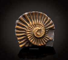 Fossil pyritized ammonite for sale  Venice