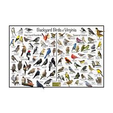 Backyard birds virginia for sale  Mount Prospect