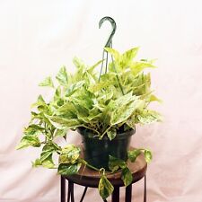 Live marble queen for sale  Lake Worth