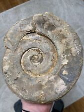 énorme ammonite fossile d'occasion  Lyon II