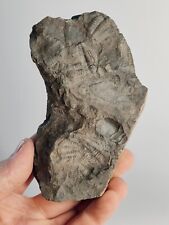 Trilobit fossil schieferplatte gebraucht kaufen  Piesport