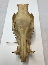 Wild hog skull for sale  Seymour